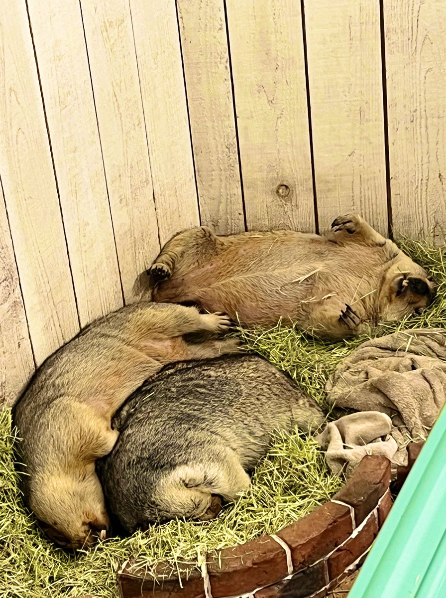 月1は入マモ村するマモ狂🍂11月編（入マモ村8回目） やっと