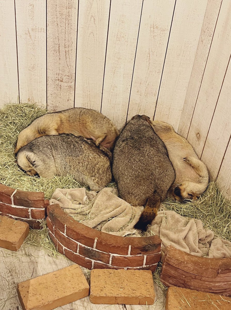 月1は入マモ村するマモ狂🍂11月編（入マモ村8回目） やっと