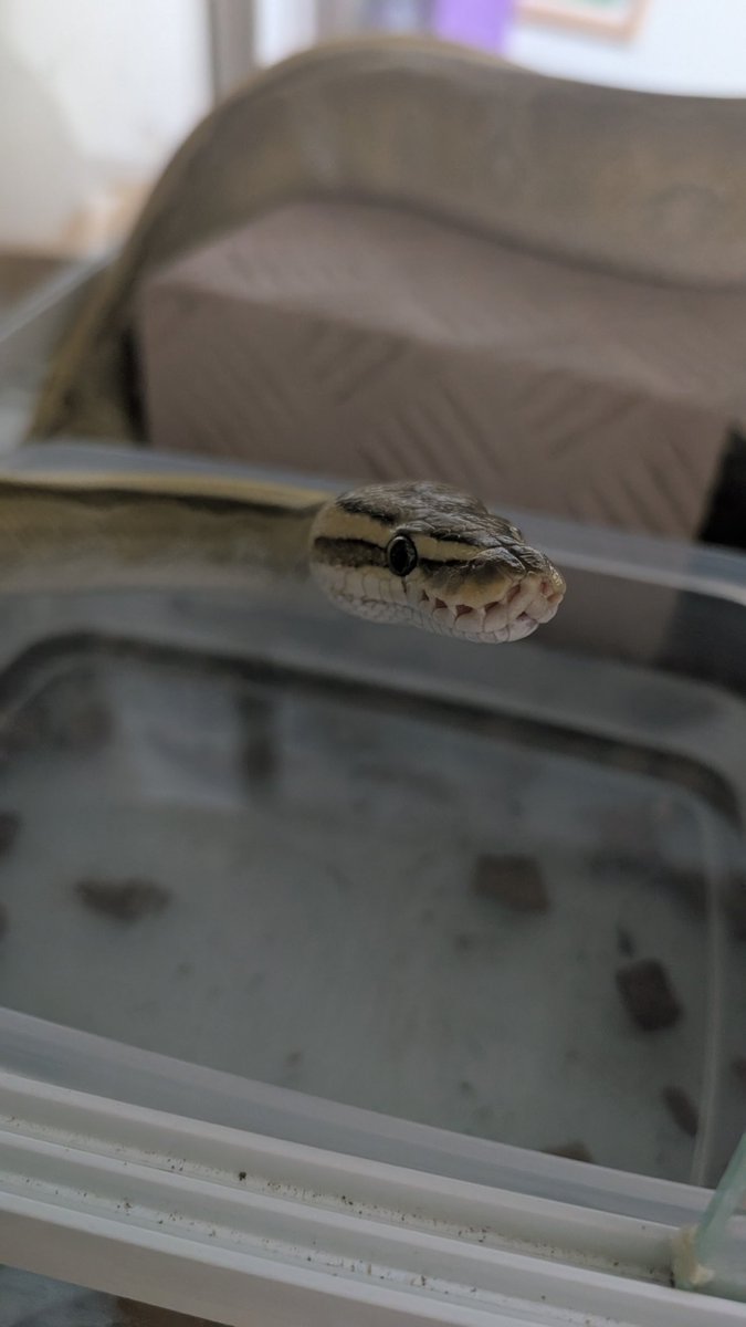 mike206412's tweet image. また温度計に乗って落ちてｷｮﾄﾝしてる

 #ボールパイソン  #爬虫類好きさんと繋がりたい  #ballpython