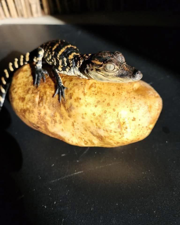 NetworkDirecto1's tweet image. Elf on a shelf? Nope... In Florida it&apos;s...