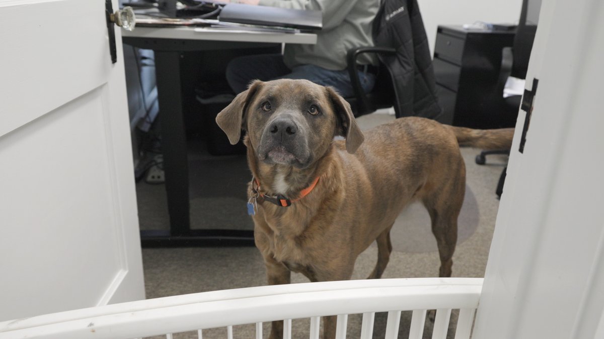 paradisoins's tweet image. Meet Cooper. Our office security. His specialties include tail wags, snack patrol and boosting morale. If you stop by Paradiso Insurance, be ready for cuddles. Cooper takes his job very seriously. #PetsOfParadiso #OfficeDog #InsuranceLife #CooperTheDog #GoodBoy