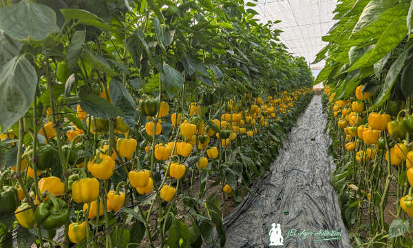 jaarcossanchez's tweet image. 🔝🔝🔝#SemillasFitó sorprende con el california amarillo más tardío del mercado

📝agroautentico.com/2025/11/semill…

📌Nuevo #pimiento amarillo extra tardío y capaz de aguantar en planta atento a la pizarra de precios

#semillas #seeds #Almeria #invernadero #agricultores  #campo #ElEjido