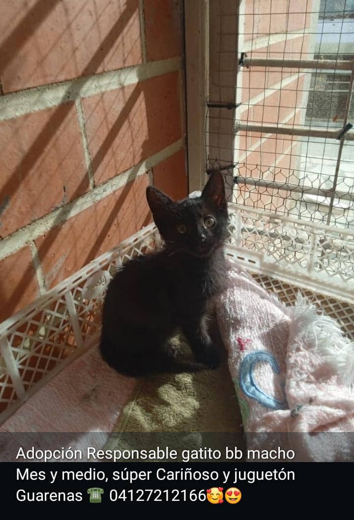 Adopta. Salva una vida. Cambia un destino.