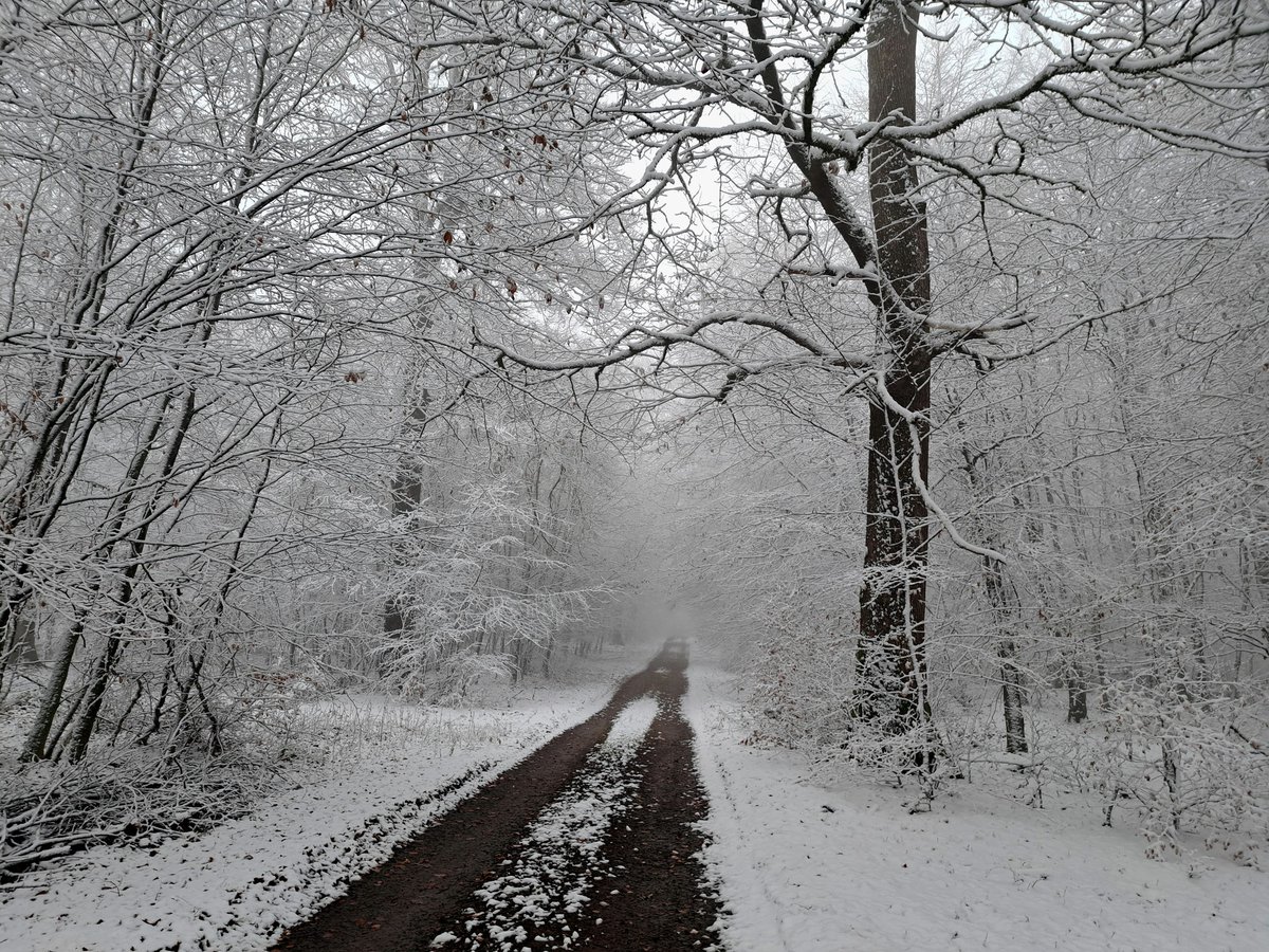 ❄️ L'hiver s'est installé en Ardenne belge ce 19 novembre. Très belle ambiance sous la neige depuis la forêt d'Anlier à 500 mètres d'altitude. (© Myriam Birchen)
