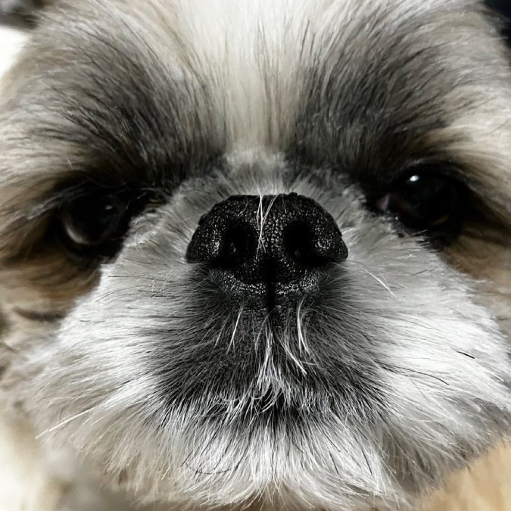 シーズーのズーコ♂ (@shih_tzu_co) / Posts / X