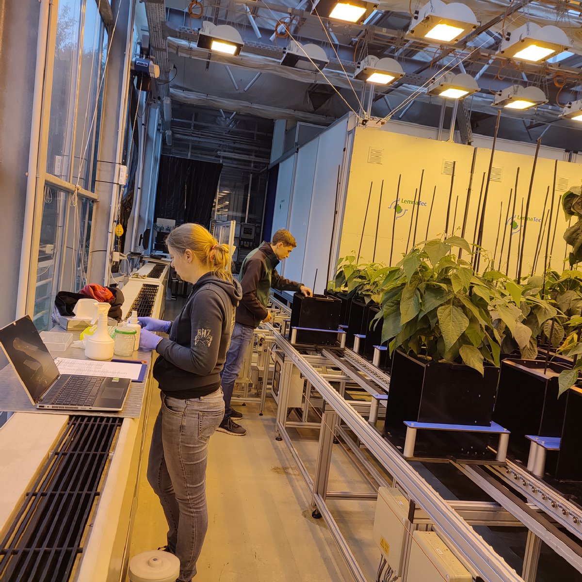LegumeHubEU's tweet photo. #LegumeGeneration
๐ฑThe @LeibnizIPK team ran a drought-stress trial to study how common bean plants respond to limited water.
390 plants from 39 entries emerged.
With Prof. Schneider, Master student Immanuel Scheil checked early growth and conditions.
#legumebreeding #commonbean https://t.co/ZeXwrIAnrV