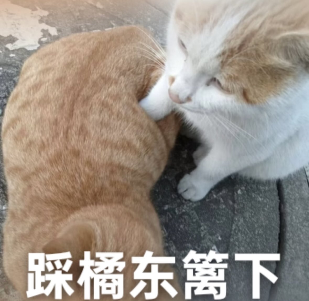 说脏话牛奶 tweet media