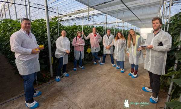 jaarcossanchez's tweet image. 🔝🔝🔝#SemillasFitó sorprende con el california amarillo más tardío del mercado

📝agroautentico.com/2025/11/semill…

📌Nuevo #pimiento amarillo extra tardío y capaz de aguantar en planta atento a la pizarra de precios

#semillas #seeds #Almeria #invernadero #agricultores  #campo #ElEjido