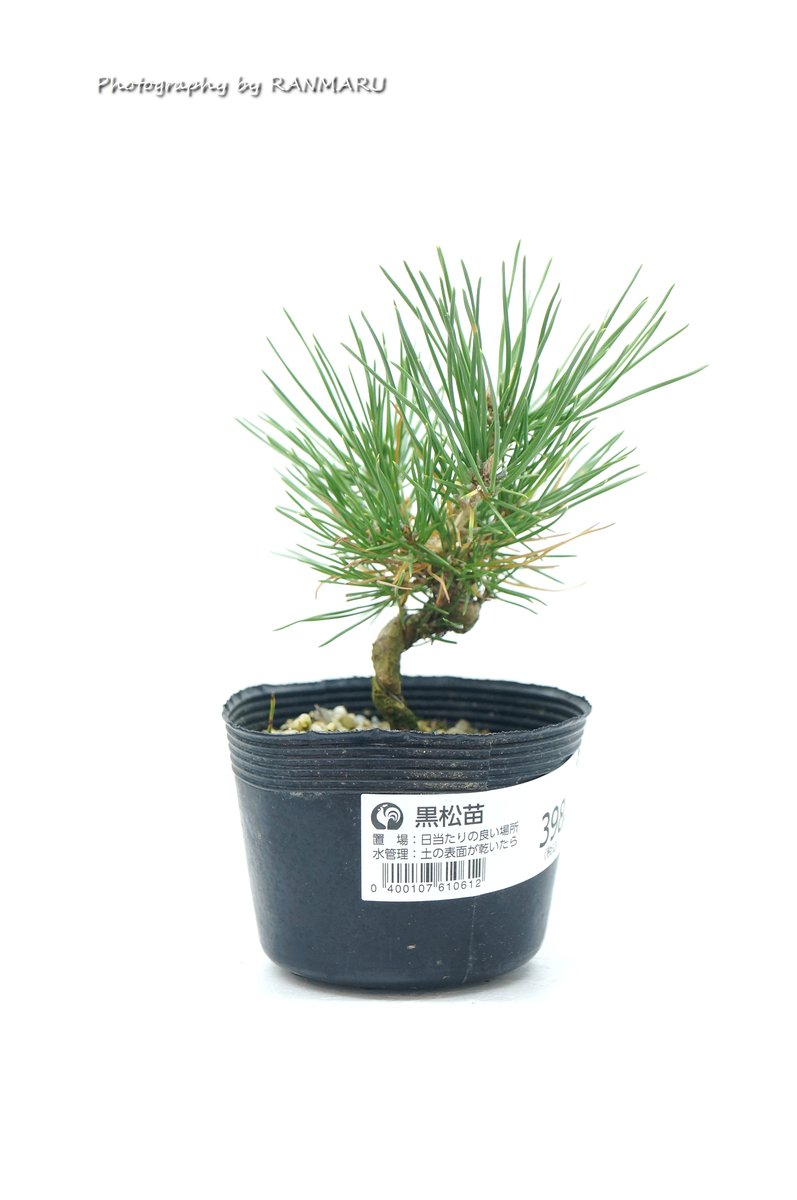 398円で楽しめるコメリの黒松盆栽（鉢別）。