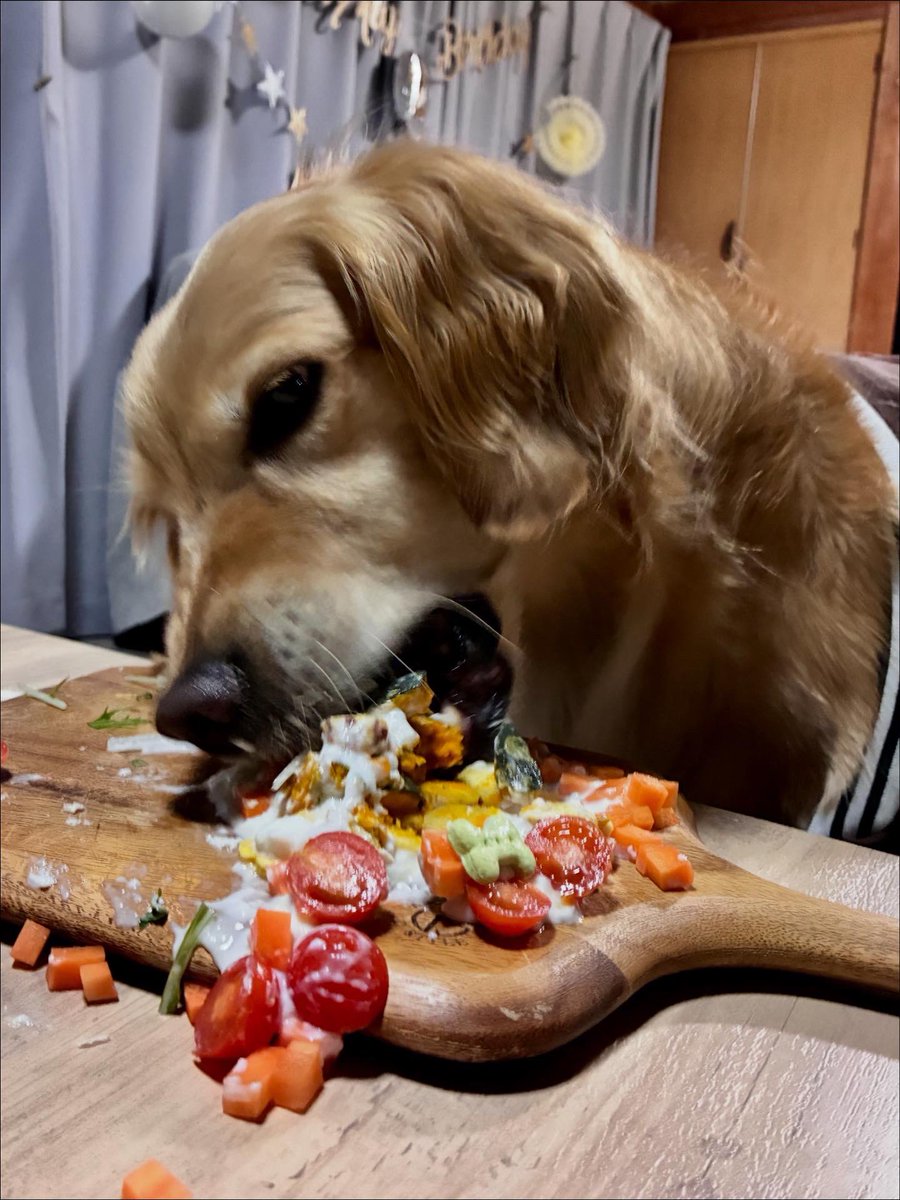 ゴールデンレトリバーのメル (@melu_1119) / Posts / X, image size:900x1199