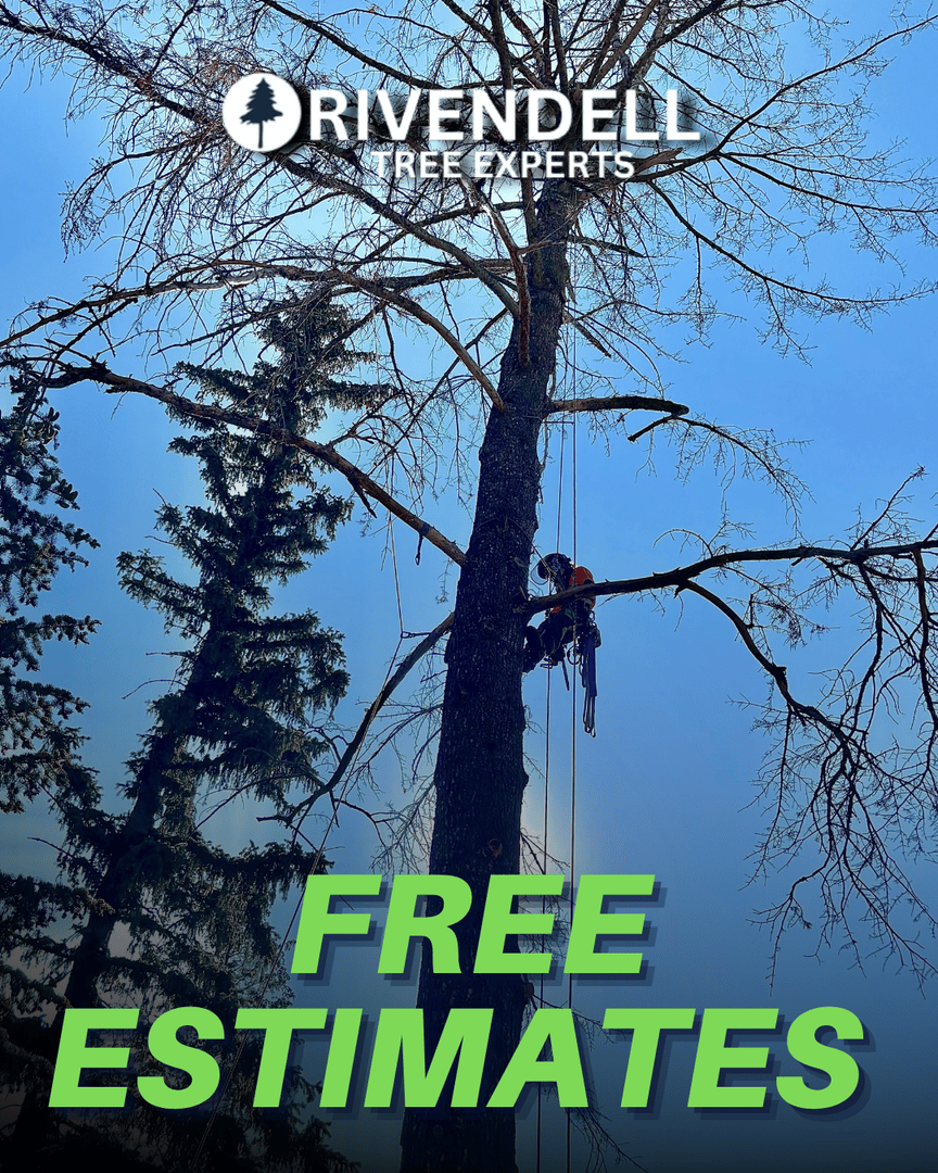 Rivendelltree's tweet image. Whether it’s pruning, removal, or tree health care, now’s the perfect time to schedule expert service with Utah’s Top Tree Care Provider. 

📞 Call today: 801-928-4566
🌐 rivendelltreeexperts.com

#FreeEstimate #RivendellTreeExperts #UtahTreeCare