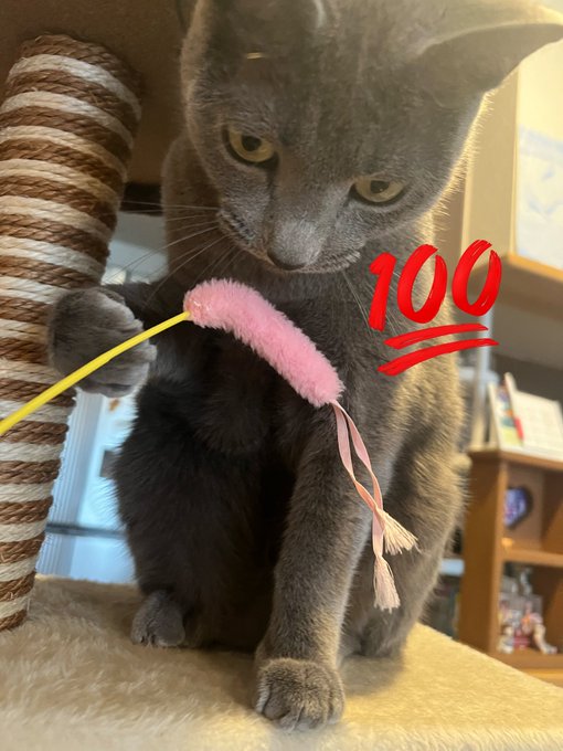 #1904のツイート