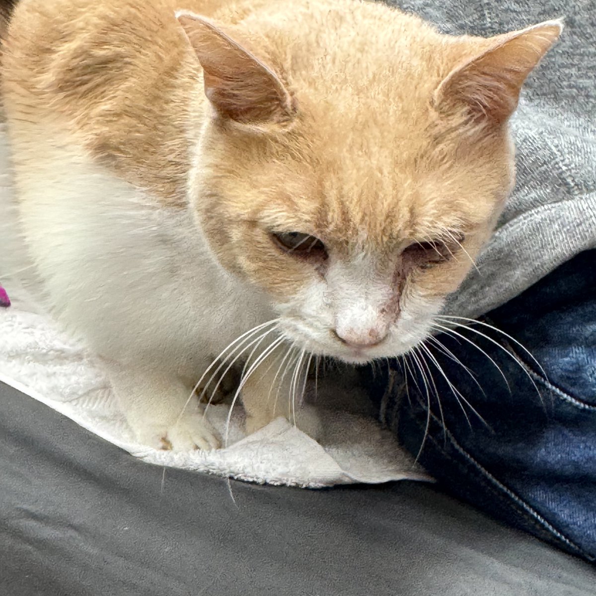 ちゃとらのちゃあ