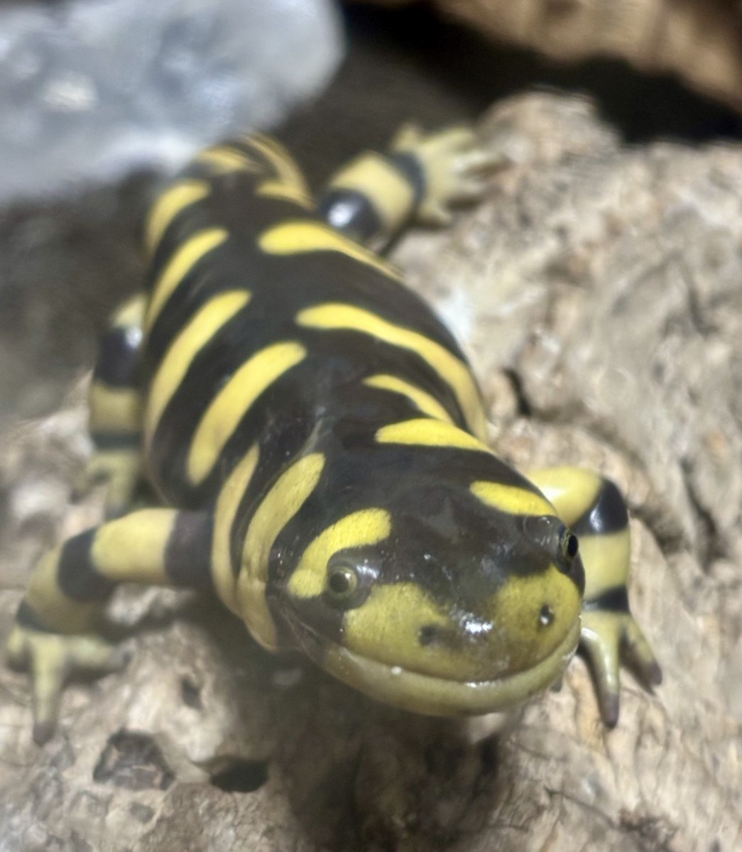 食後のロベルタちゃん

手前のコルクの上を食卓にしています🦗
手からあげるし、コルクの上なら床材の誤飲も防げます✌︎('ω')✌︎

気持ちの良い食べっぷりなので食べ過ぎ注意⚠️w

#オビタイガーサラマンダー