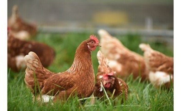 📣 Mesures per evitar la propagació de la Grip Aviar

🗓️ En data 13 de novembre s'ha publicat l’Ordre APA/1288/2025 per la qual s’estableixen les mesures per la prevenció i control del contagi per influença aviar.

👀👉porqueres.cat/mesures-per-ev…