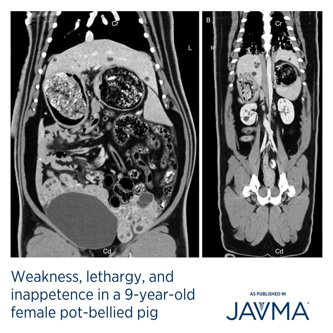 AVMAJAVMA's tweet image. It&apos;s &quot;What Is Your Diagnosis?&quot; Wednesday! 🐖 What are your differential diagnoses for a 9-year-old Vietnamese pot-bellied #pig that was presented for dull mentation, inappetence, and failure to urinate for several days? Full case: jav.ma/potbelliedpig @tamuvetmedbiosci