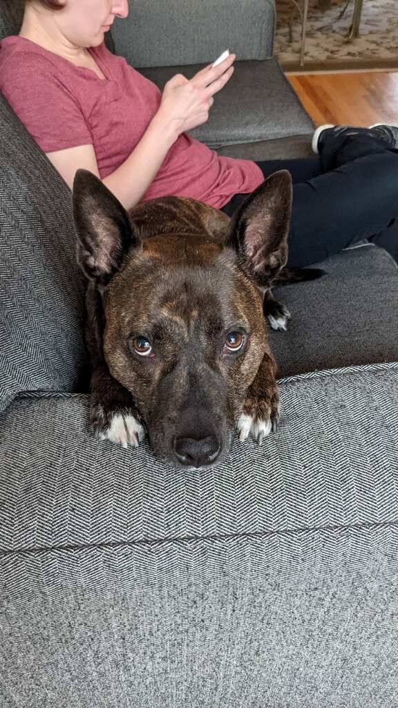 Our bestest boi, Dunkin, goes into surgery this morning for an ACL tear. Doing my best not to be an emotional mess. He’s old but healthy, and we hope this short-term challenge leads to better quality of life for his elder years. 

#dogs #doglife #author