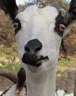 لا تشره على من أخذ حاجته وراح
ترى أكبر طموحات البهايم علفها .😪