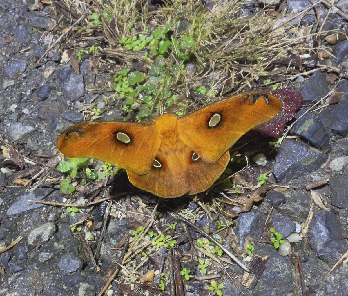 あまゝゆ (@amamayuir) / Posts / X