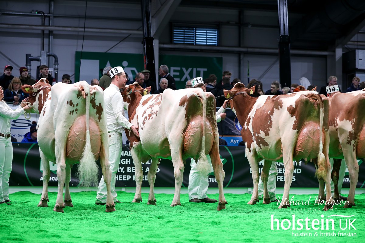HolsteinUK's tweet photo. AgriScot
Judge: Iwan Morgan
Red &amp; White Cow (7)
1. Hanview Aladdin Stocking Red, Hannah Bown
2. Arranview Mirand Aphrodite Red, Arranview Holsteins
3. Logan Latenite Shania Red, B &amp; M Yates
4. Newcroft Doral Sweet Red, Airey Family https://t.co/aBFqi5K30a