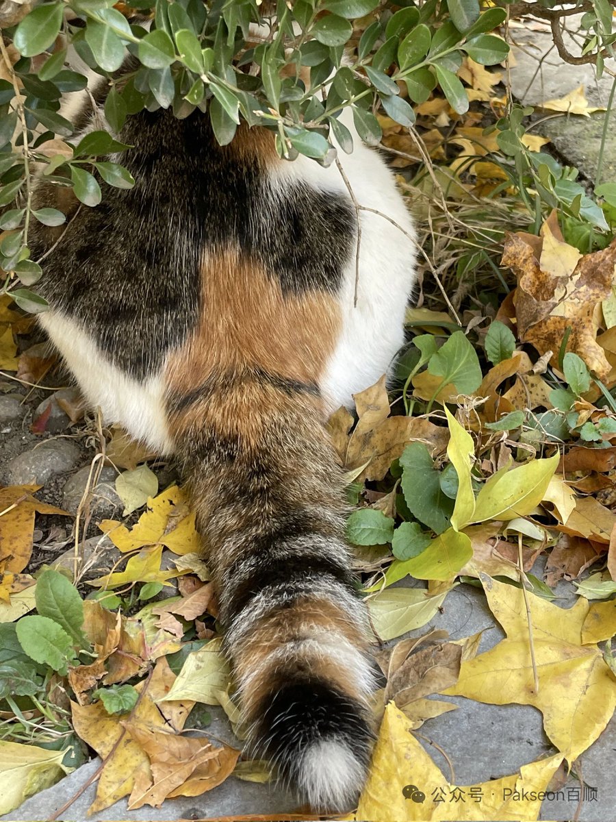 minzhen2005's tweet image. 学校里有的这个猫一只出现，钻进入，所以只有一个屁股和尾巴
看到公众号里面很好看的于是搬运