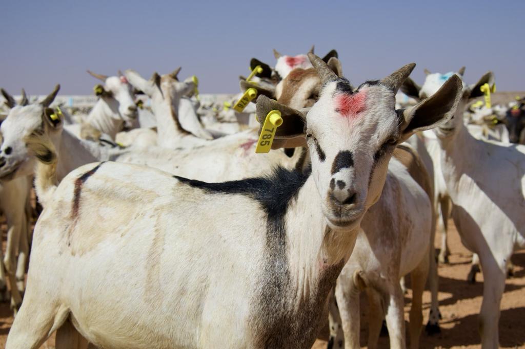 Distribution of 1'500 goats to conflict-affected families in rural Kalabayr &amp; Waaciye, Al-Miskat hills, Bari region of #Puntland #Somalia. In-kind support to sustain pastoralist livelihoods. 300 families, 5 goats each, with vets on site to vaccinate, deworm &amp; tag. <a href="/ICRC_Africa/">ICRC Africa</a>