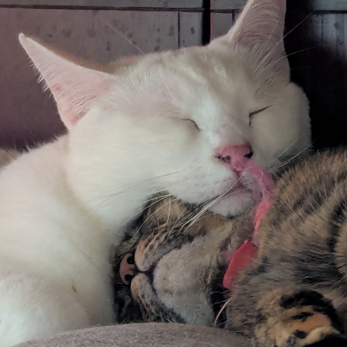 akechi_cat2's tweet photo. あごのせてるけど、どちらも気持ちよく寝てるからいいか。
#明智のにゃんこ生活 https://t.co/yZkNX1hm7U