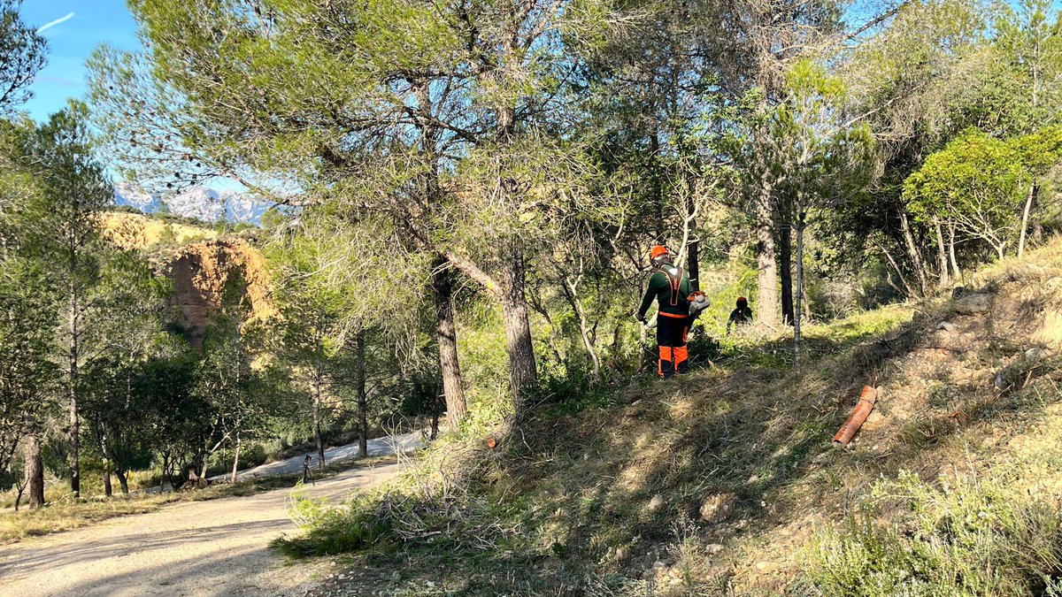 Copate_TE's tweet image. 🌲Al municipi de Tivenys s’han implementat 9,5 km de franges auxiliars de trànsit al llarg de 5 camins, uns 65.000 m² d&apos;actuació sobre massa forestal per reforçar la prevenció d’incendis

👉 +info: bit.ly/4oRH1qG