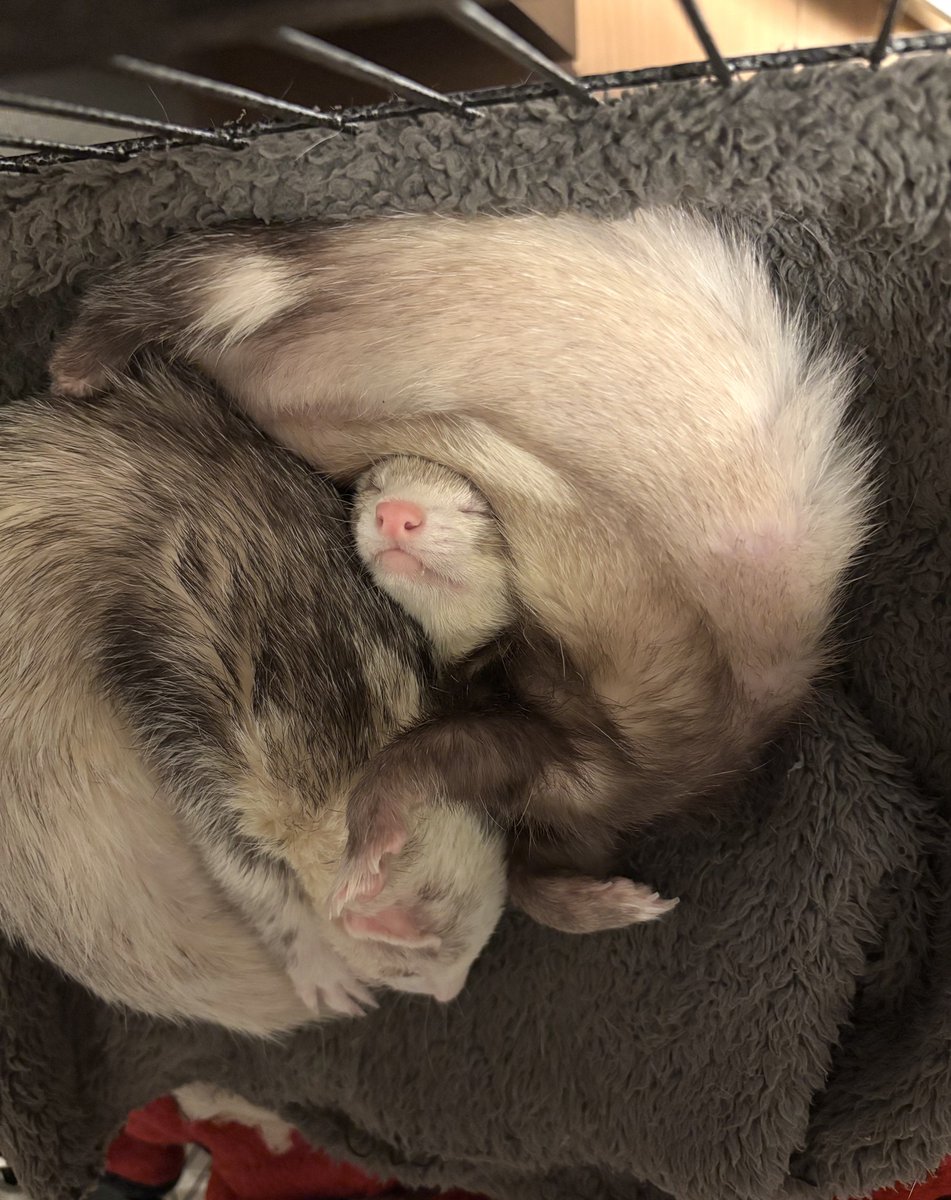 nano_ferret2's tweet image. 耳ない