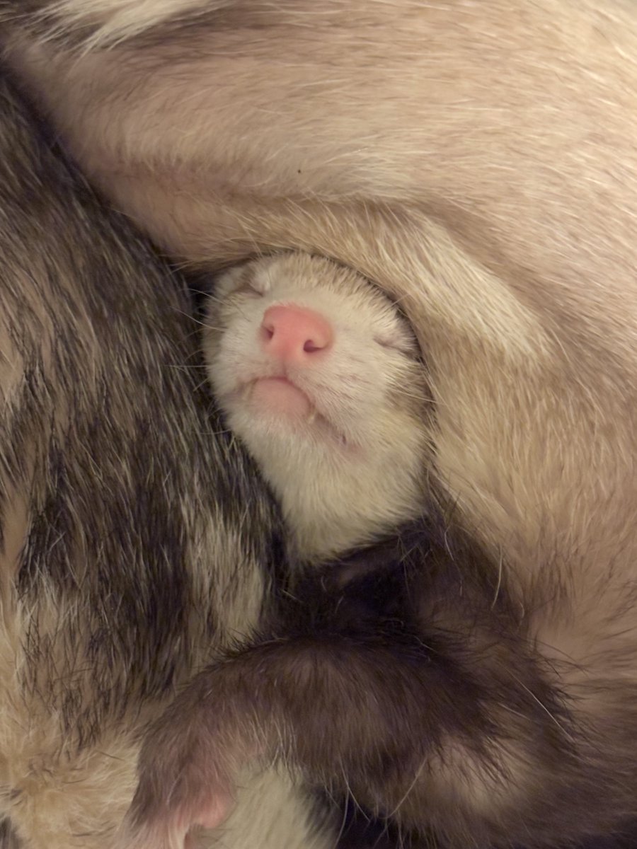 nano_ferret2's tweet image. 耳ない