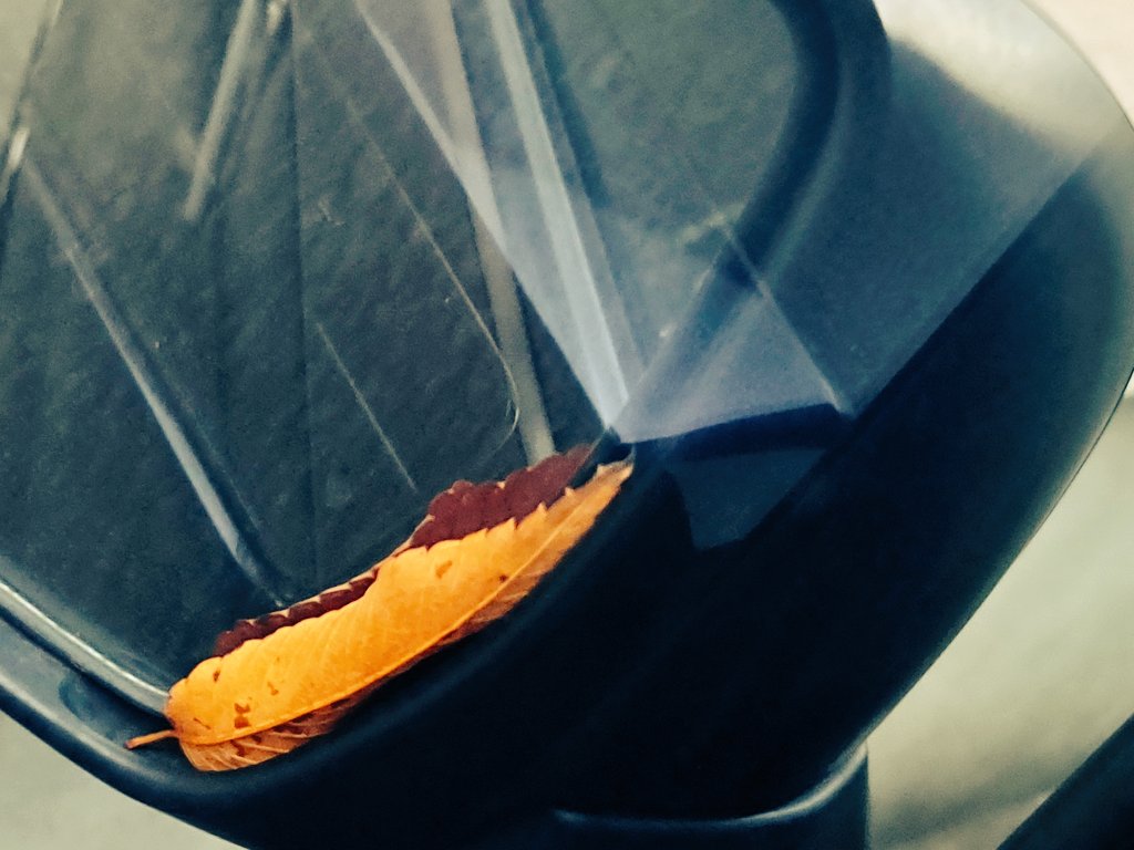 虫が大変苦手でして、朝仕事行く前に助手席の方のミラーに色違いトランセルみたいなのが付いてて「ヒェ～」となりつつも運転してれば落ちるだろうと出勤🚗³₃
会社の駐車場についても、仕事終わっても帰宅しても付いたまま〇~(꒪꒫꒪ )  意を決して離れたとこから写真撮って拡大したら落ち葉だった🍂