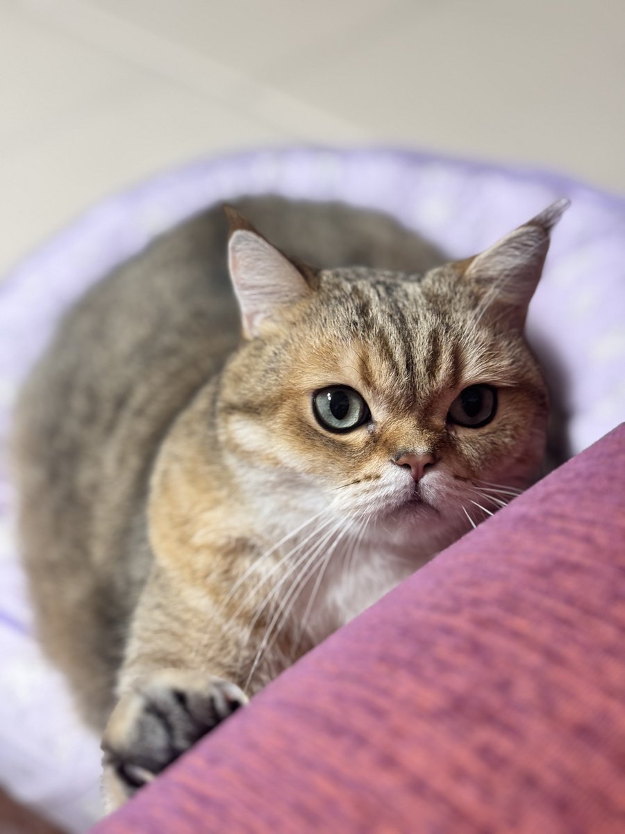 뭉치랑 자러갑니다 쫀밤되세요