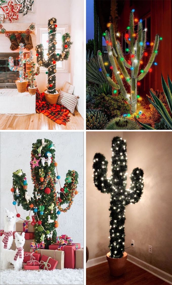 AlyssaLogic's tweet image. My first thought when I woke up today was that I wonder if there are Christmas cactus 

And there of course are!