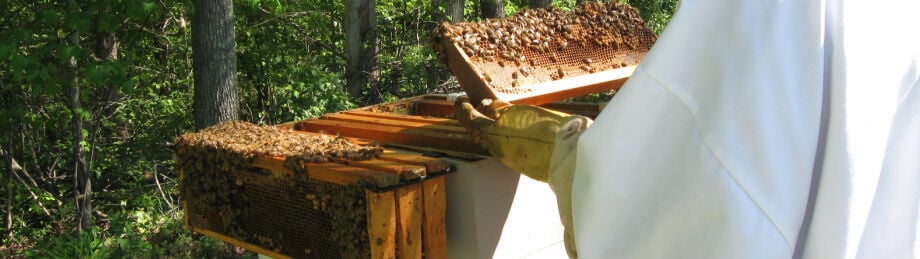 WVNews247's tweet image. West Virginia beekeepers advocate for a statewide "Bee Bill" in 2026 to protect apiaries, prevent local bans, and reinforce state authority. #WVBeeBill #Beekeeping

Read more: vist.ly/4f64y