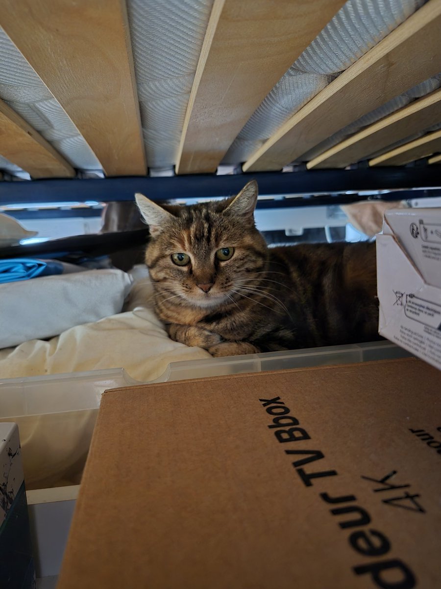 Bonjour petite Luna 🌛 
Bienvenue dans ton nouveau chez toi 
#familledaccueil