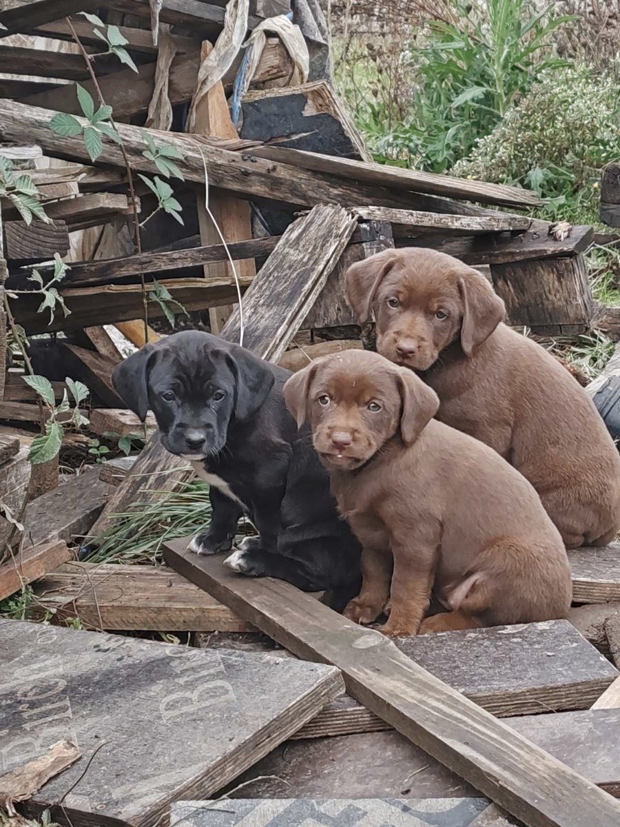 coolgunplusplus's tweet image. Может надо кому, самовывоз из Валево