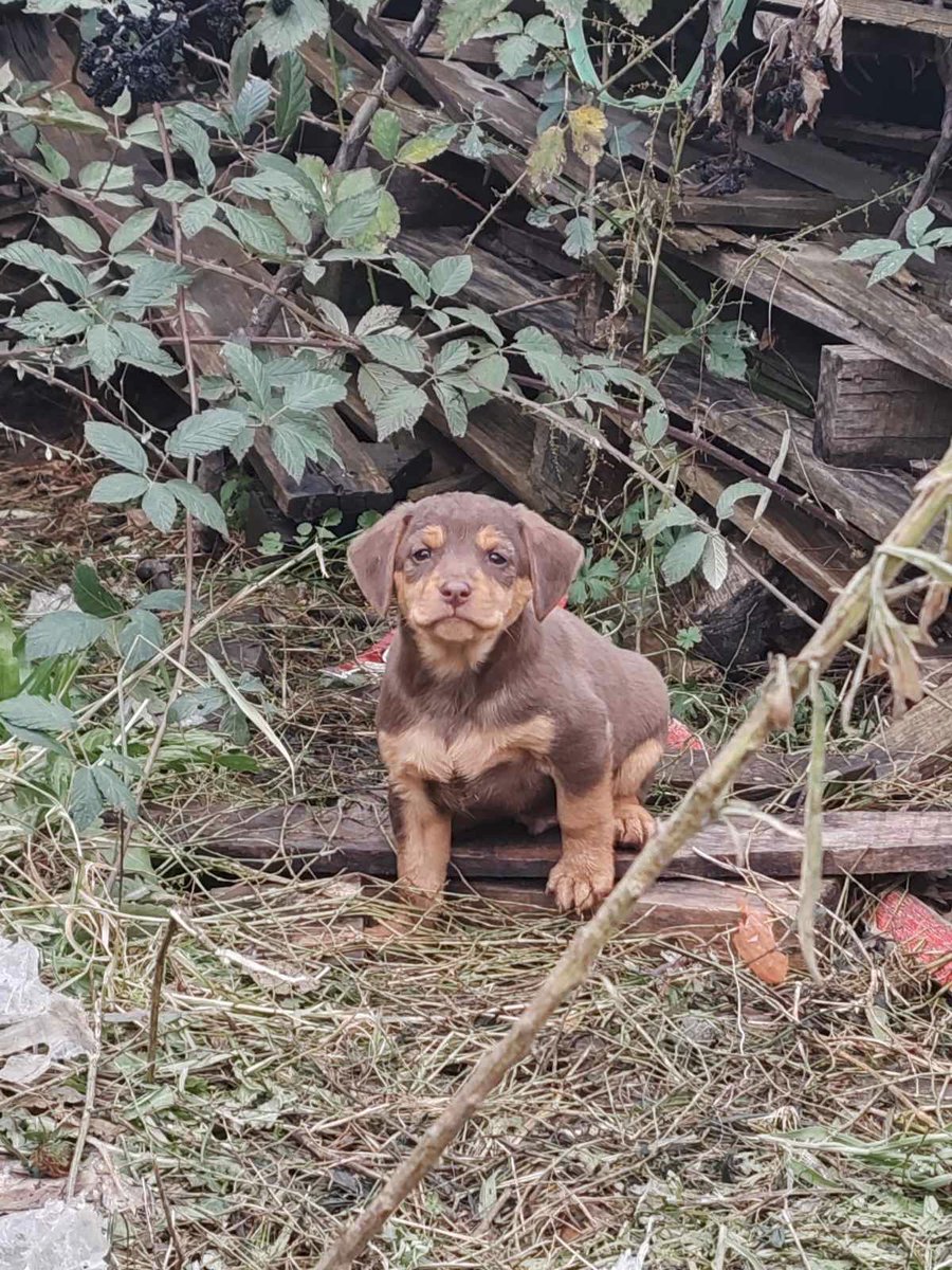 coolgunplusplus's tweet image. Может надо кому, самовывоз из Валево