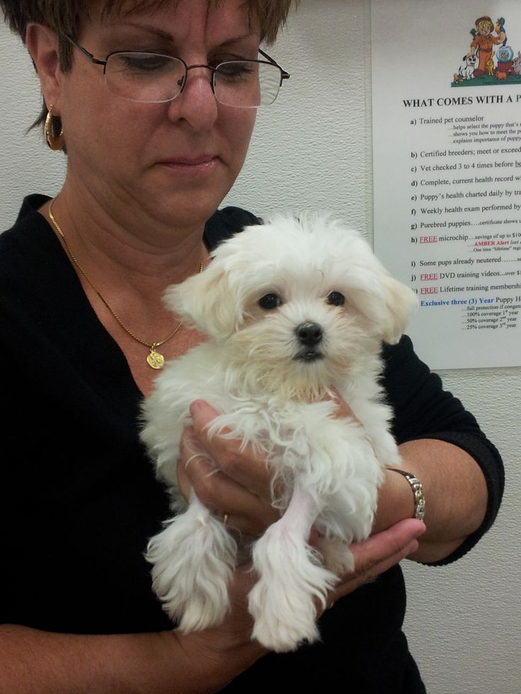 …eseandyorkiepuppiesforadopti.com.free/pages/monikas-…