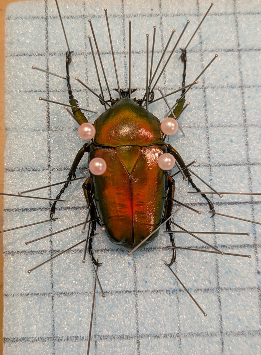 テナガコガネ　♂♀ テナガコガネ (@tenaga_kogane) / Posts / X