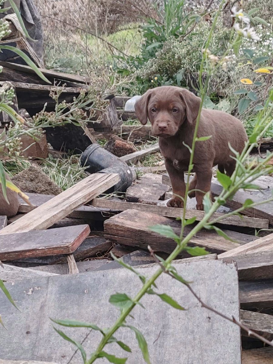 coolgunplusplus's tweet image. Может надо кому, самовывоз из Валево