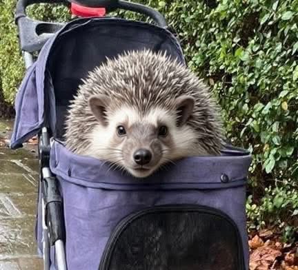 emmameaden1's tweet image. Send help, I’m living with somebody who thinks this is funny 😡 #BTPosse