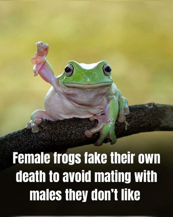 CarolJeffe8091's tweet image. #WhenINeedTimeForMyself
Fake my own death 😂😂😂