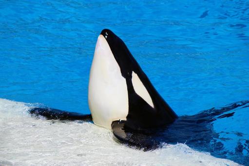 _596_'s tweet image. そういえば、最近シャチが
人間のボートを襲う事例が増えているんだけど。

まず確認できている事実からいうと、

2020年以降、確認できている件数は
ジブラルタル海峡といった狭い地区だけでも、

シャチとボートの“トラブル”が数百件。

2024年にもヨットが沈んでるし、偶然じゃない。…