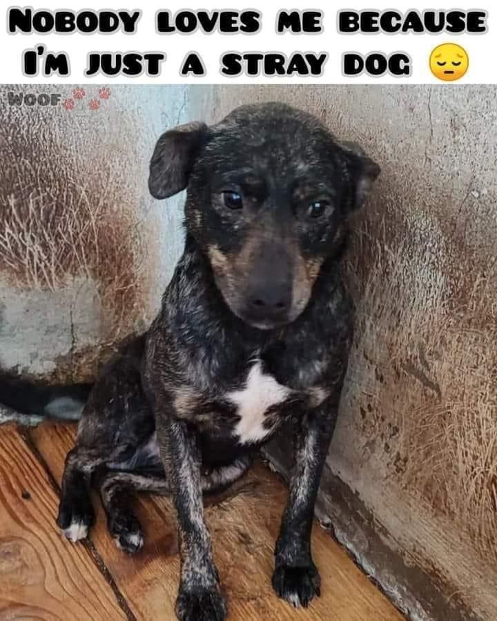 DogLovers03's tweet image. 