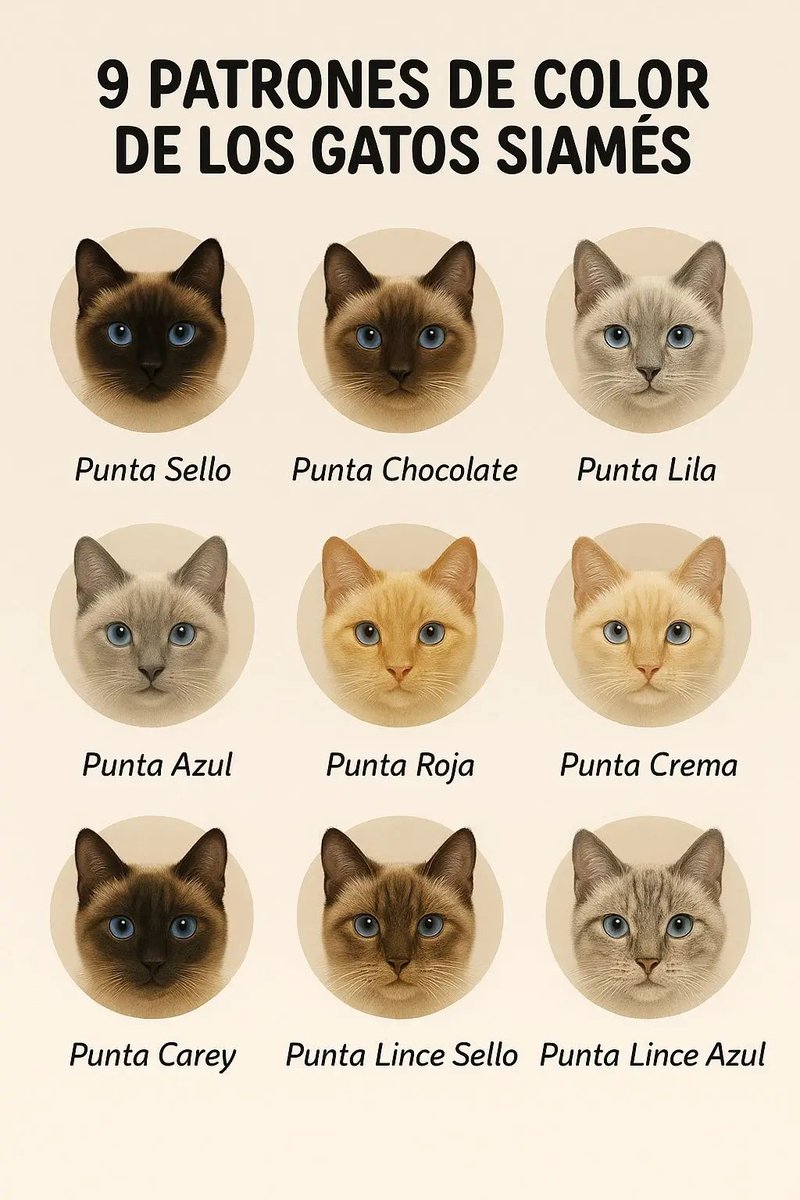 Tio Felino (Leo) tweet media