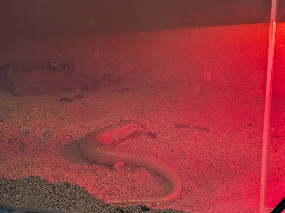 beginner3J's tweet image. WDのオオアシカラカネトカゲはコオロギばら撒きが良いか？