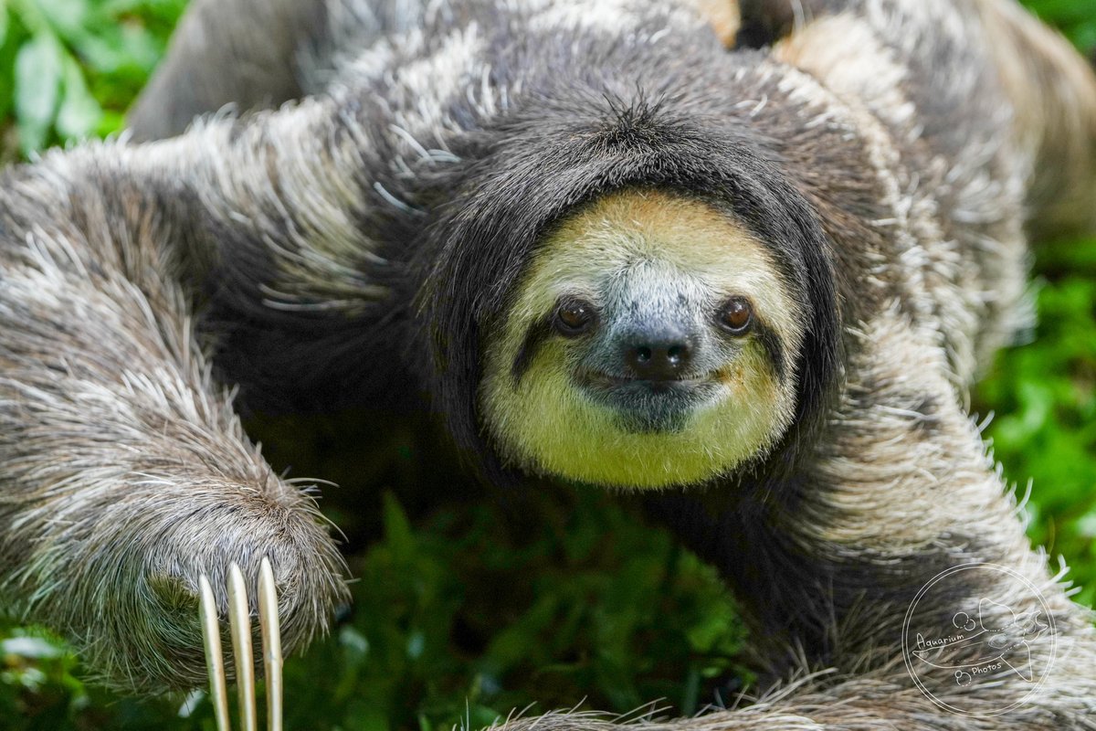 ナマケモノ ワンレンに見えてしまう…笑笑