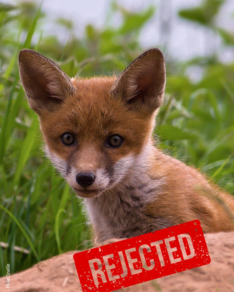 ❌ The UK Government has rejected Amendment 130 (now 40) &amp; the chalk-stream protection amendment. 

This weakens safeguards for water, air and our most vulnerable wildlife.

We won’t stop fighting for nature.

Please email your MP to make your voice heard. action.wildlifetrusts.org/page/180301/ac…