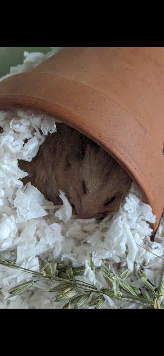 TW: pet loss 
2 years ago I sadly lost my beautiful hammy Clark and not a day goes by where I don’t think about him. I’ve lost many pets through my life but he was my soul pet and I still can’t process the fact he’s gone, it breaks my heart everyday. I love you baby boy 🩷