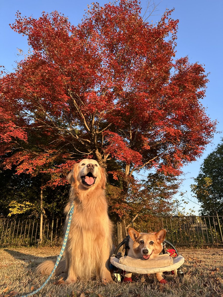 真っ赤だな🍁